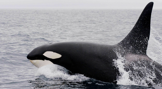 Специалисти планират да освободят близо стоте кита, държани в тесни