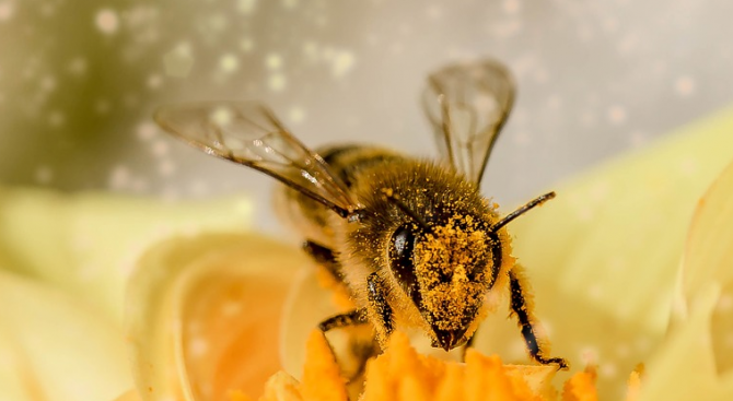 Офталмолози откриха в окото на 29-годишна тайванка 4 живи пчели,