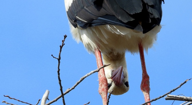 Японци „осиновиха“ първото щъркелово гнездо под постоянно видео наблюдение в