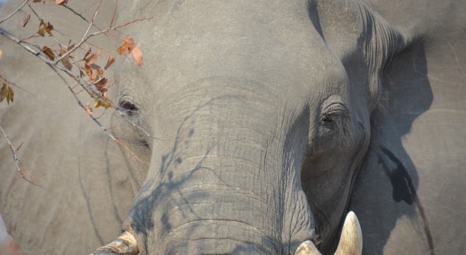 Китайските власти заловиха 7,48 тона контрабандно внесена слонова кост, най-голямото