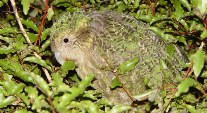 Рекорден брой пиленца от застрашения вид безкрили папагали какапо са