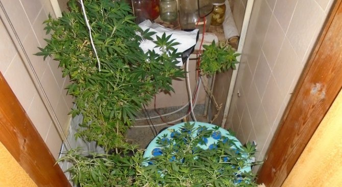 Оранжерия за производство на марихуана откри полицията в плевенското село