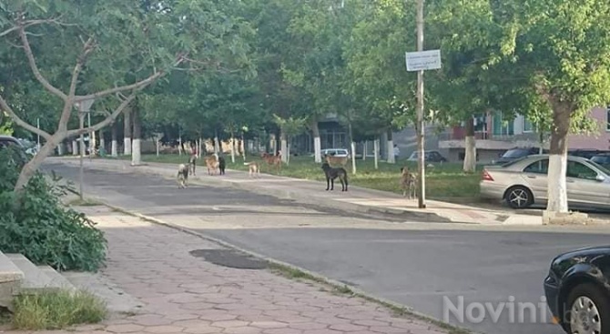 Улични кучета тормозят жителите на Момчилград. Обикаляйки на глутница, четириногите