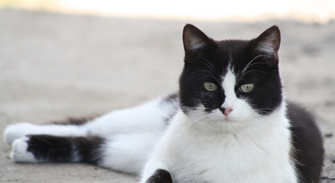 Калифорнийско семейство се събра с котката си след 475-дневна раздяла,