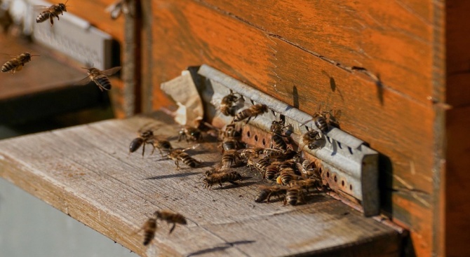 Над 5 хил. пчелни семейства в Плевенско са изтровени в