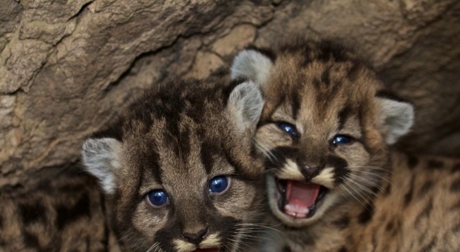 Новородените две лъвчета в хасковския зоопарк починаха от хипотермия. Смъртта