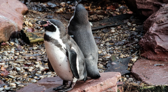 Осем от 14-те пингвина в ирландски аквариум живеят в еднополови
