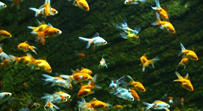 Уникална генна адаптация помага на рибите да виждат цветовете на