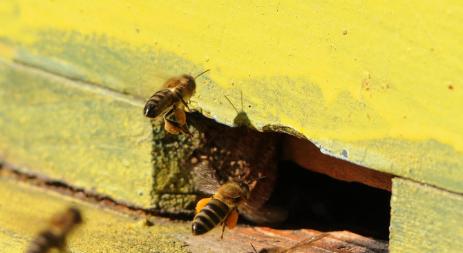 Над сто пчелни семейства са унищожени в района на язовир