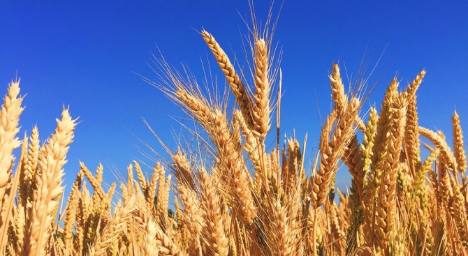 Състоянието на посевите с пшеница и ечемик в Ямболска област