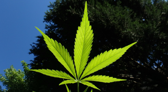 ЦИК наказва Глас Народен за листо от марихуана в предизборни