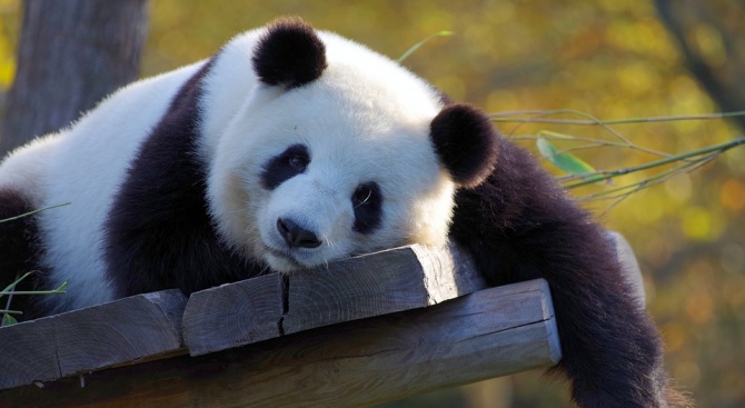 Голяма панда албинос беше заснета в специализирания резерват в китайската