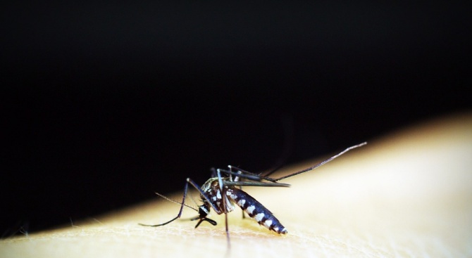 Парковата растителност в Ловеч ще бъде обработена срещу комари, съобщават