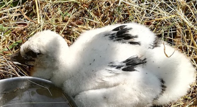 Две птици са спасили експертите от РИОСВ - Шумен, съобщиха