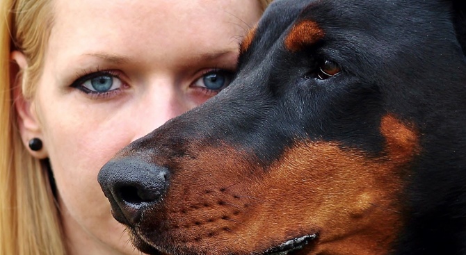 Куче, порода Дого Аржентино, е отхапало голяма част от устната