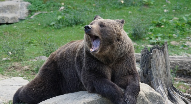 Руснак, който бил нападнат от мечка, успял да я пребори,