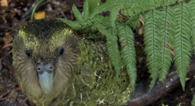 След успешния размножителен сезон за папагалите какапо в Нова Зеландия,