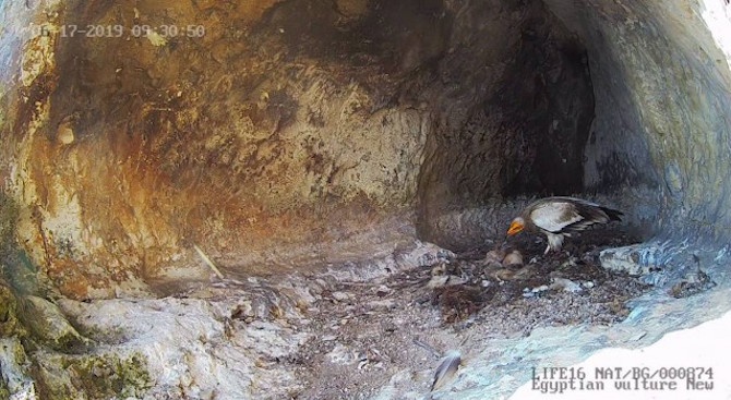 Две бебета египетски лешояди могат да бъдат наблюдавани на живо