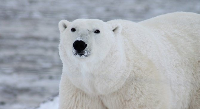 Омършавяла женска полярна мечка броди из индустриалния сибирски град Норилск,