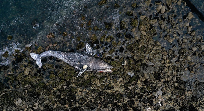 Женски кашалот и малкото му умряха в Тиренско море, край