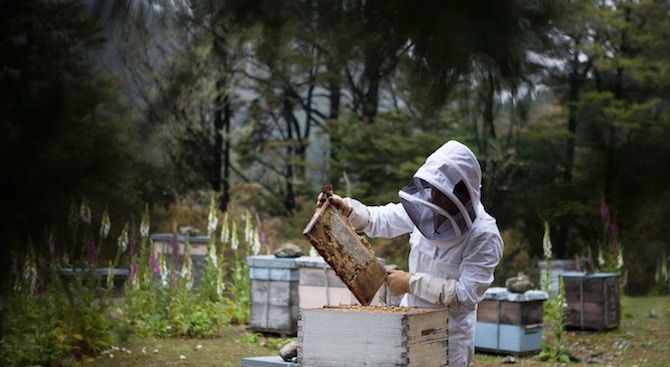 Европейската комисия одобри Националната програма по пчеларство на България за