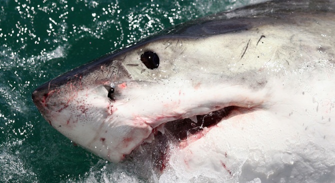 Американска загина, след като беше нападната от акули близо до