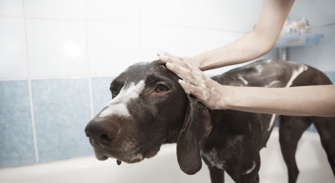 Автомат за къпане на кучета е новата атракция за стопаните