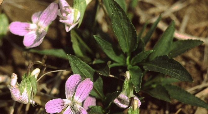Защитен вид ниска теменуга (Viola pumila) е преместена от бъдещото