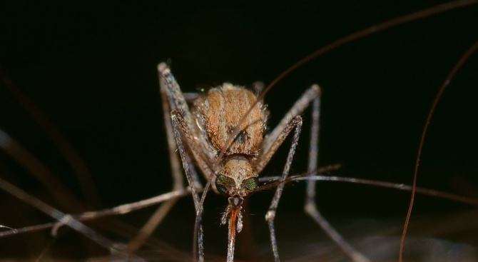 Огромно нашествие на комари регистрират това лято в Кърджали. Ларви