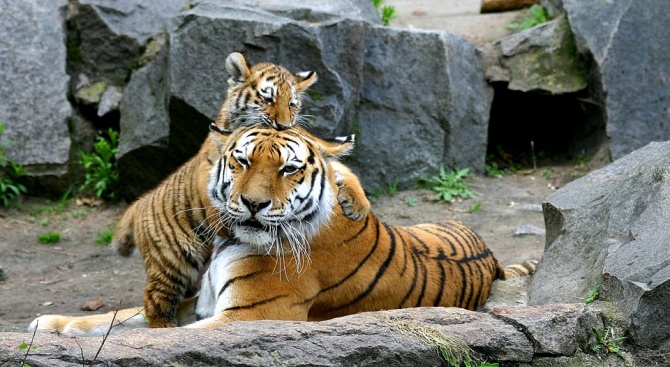 Тигрица от мобилна зоологическа градина в Оренбургска област, Русия, рани