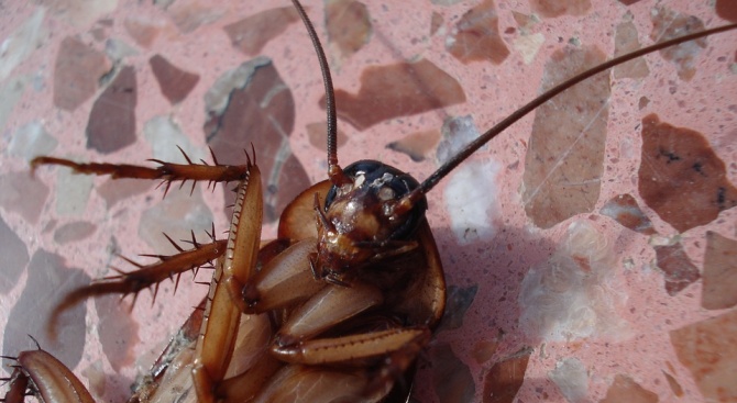 Най-често срещаният вид домашни хлебарки еволюира много по-бързо, отколкото са