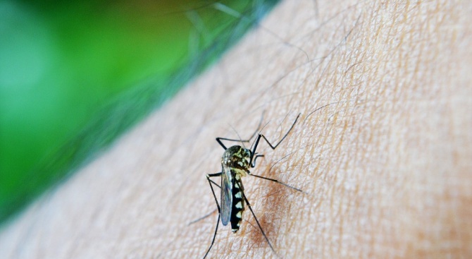 Продължават обработките срещу комари във Варна, съобщи д-р Антоанета Тончева,