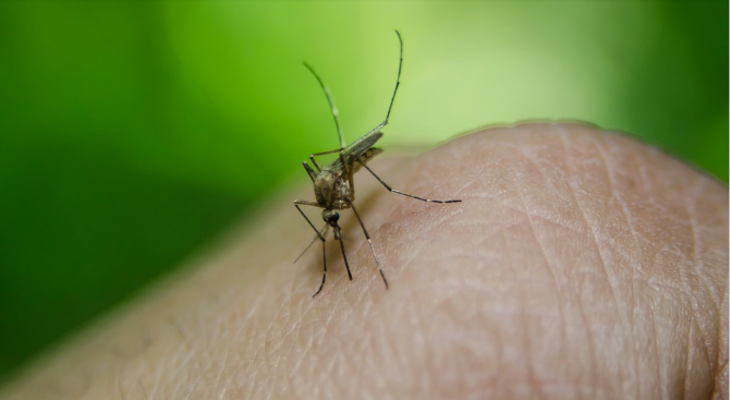 Пръскането против комари край Козлодуй започва по график от днес.