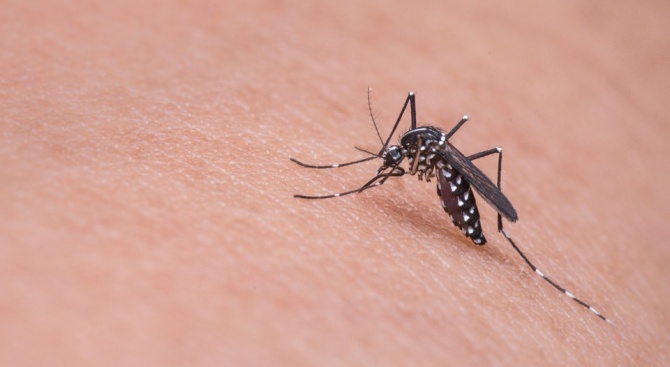 Огромно нашествие на комари е регистрирано това лято в Кърджали.