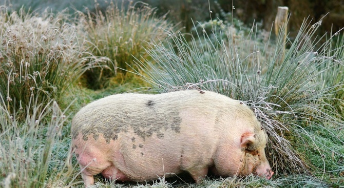 Ново огнище от африканска чума по свинете откриха в Плевенско,
