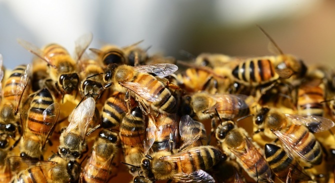 Aко пчелите на Земята измрат, то след четири години тяхната
