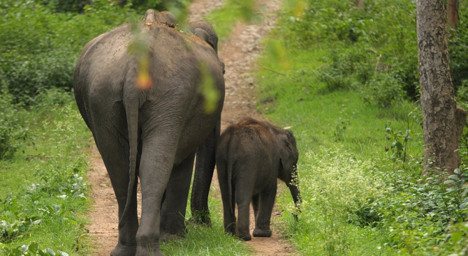 Индийските железници откриха оригинален начин да пропъдят слоновете от железопътните