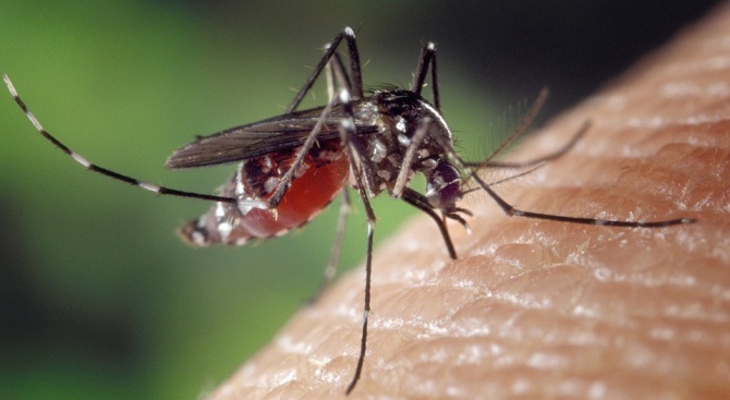 Специалистите наричат комарите временни кръвосмучещи насекоми. Те живеят около 3