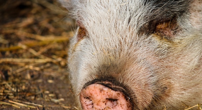 БАБХ потвърди огнище на африканска чума при домашни свине в