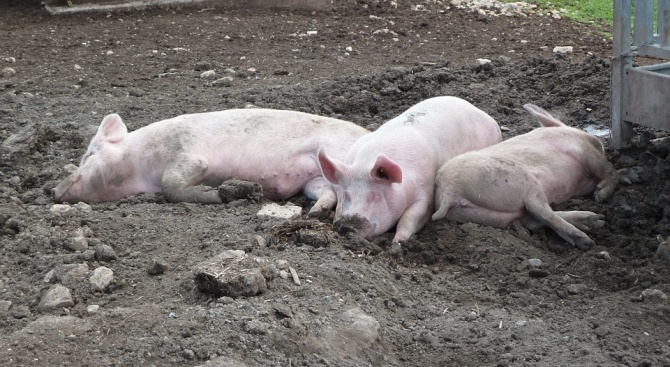 Рискът да се разпространи африканската чума по свинете на територията
