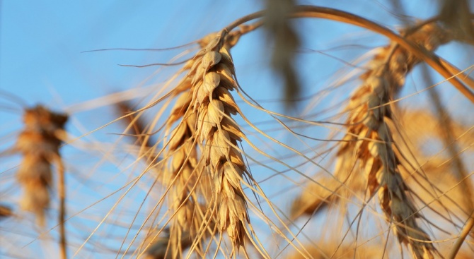 Средният добив от пшеницата в Добричкия регион надхвърли миналогодишния, съобщават