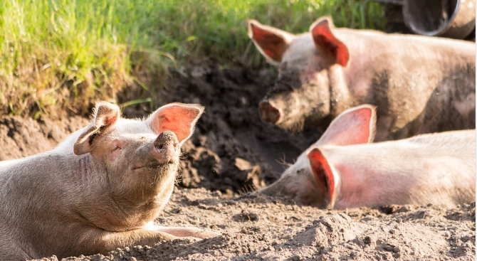 Първи случай на африканска чума по свинете е регистриран в