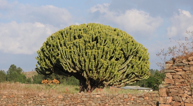 Етиопия постави нов рекорд за най-много дървета - над 200