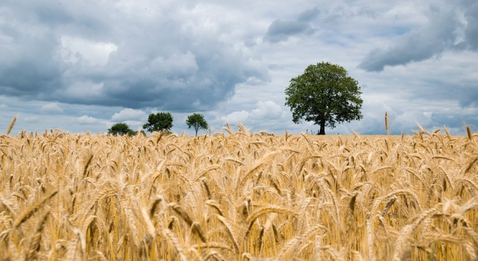 Около 95 процента от засетите с пшеница площи в Ямболска