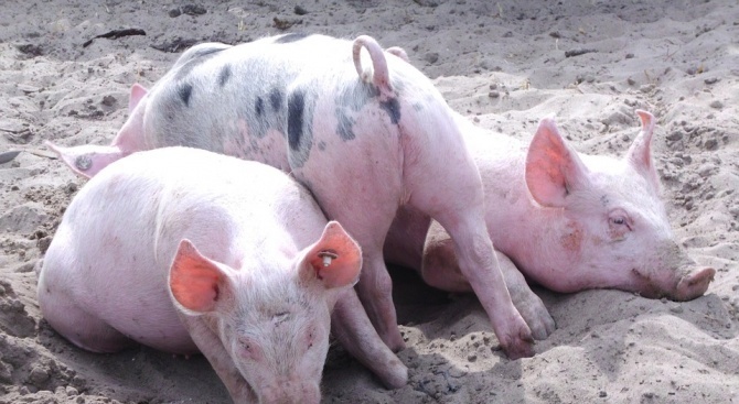 Започна евтаназията на свинете, отглеждани в заден двор, във видинския