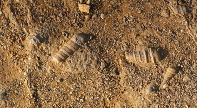 Стотици фосили на първично морско създание с наподобяващи гребло "щипци"