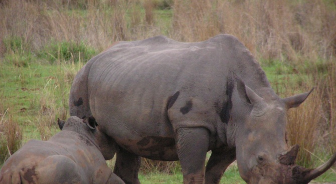 Южен бял носорог, заченат чрез изкуствено осеменяване, се роди в