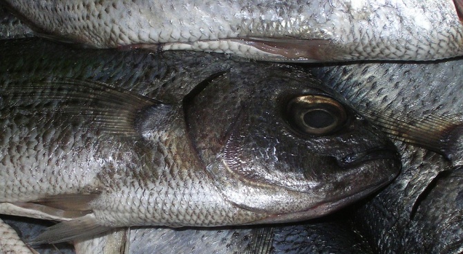 Тонове мъртва риба бяха открити в река Искър близо до