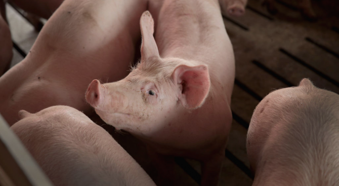 Извънредно положение във връзка с болестта Африканска чума по свинете
