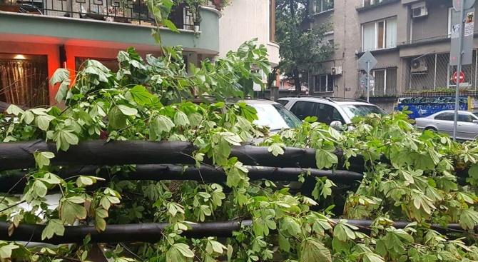 Бурята потроши дървета и коли и във Варна, предаде Булфото.